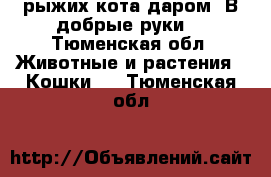 2 рыжих кота даром. В добрые руки. - Тюменская обл. Животные и растения » Кошки   . Тюменская обл.